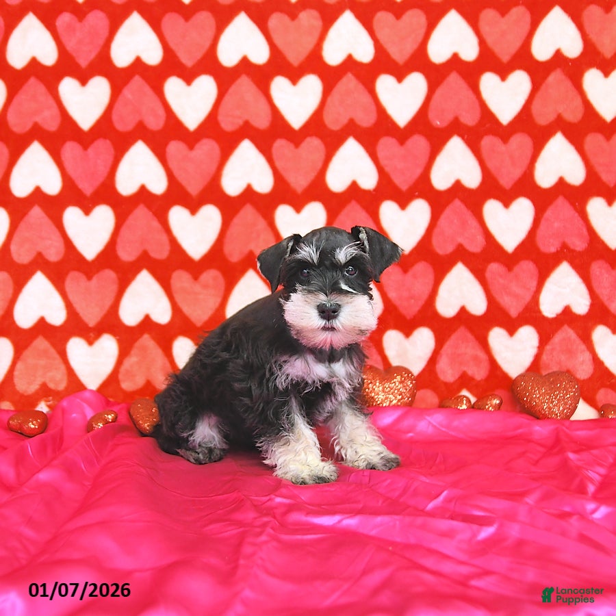 Miniature Schnauzer dogs Brad  - Ad 30