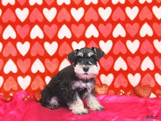 Miniature Schnauzer dogs Brad - Ad 30