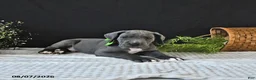 Great Dane dogs for sale: Brody - Ad 4