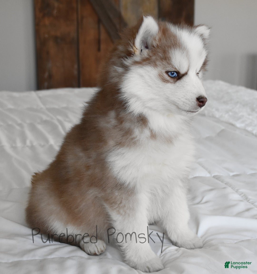 Pomsky dogs for sale: Winston - Ad 6