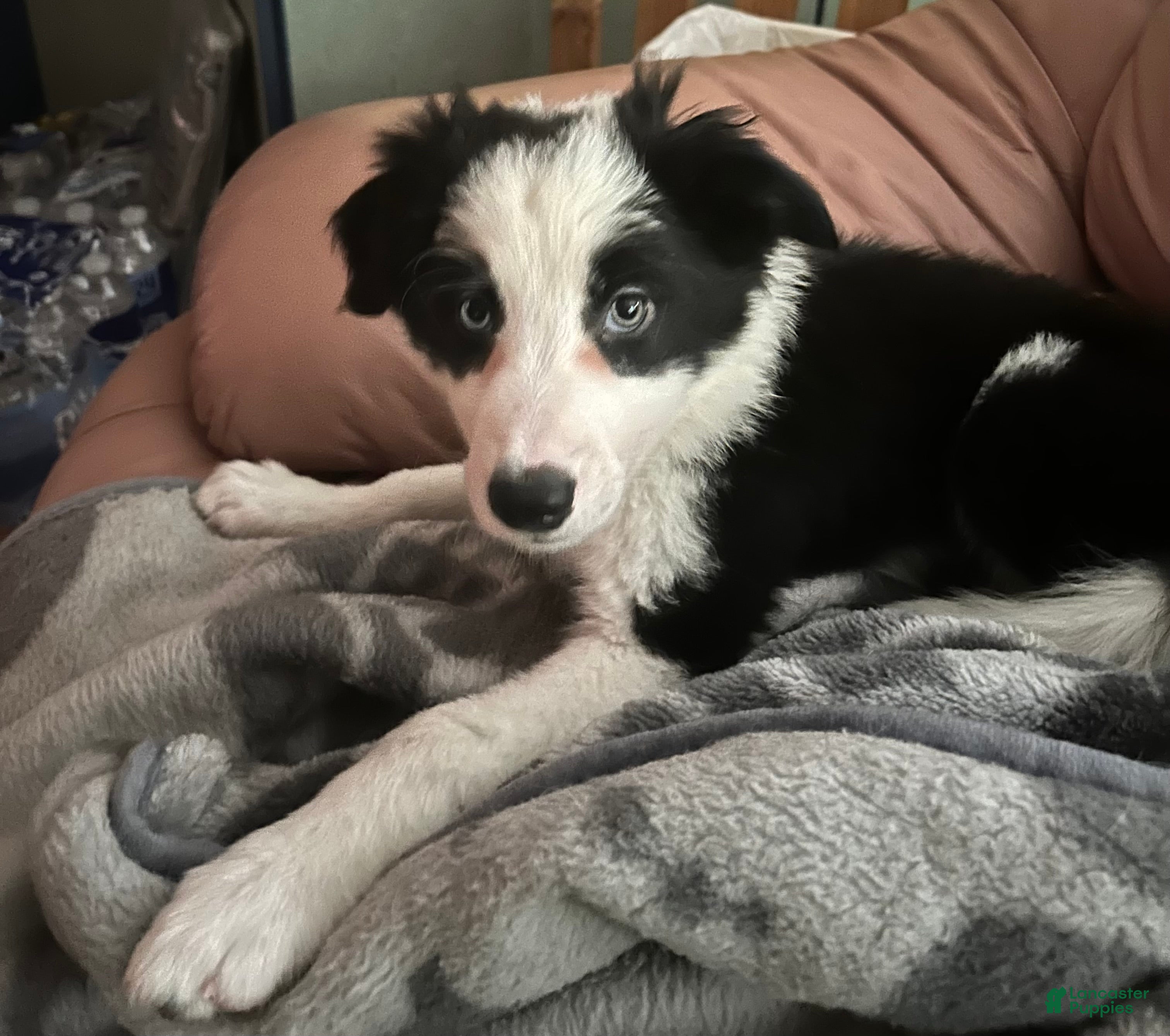 Border Collie dogs Maverick - Ad 1