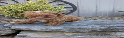 Toy Poodle dogs for sale: Prince - Ad 4