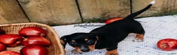 Miniature Dachshund dogs for sale: DNA Clear Black & Tan Piebald Smooth Coat Dachshund Puppy - Ad 8