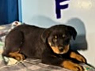 Rottweiler dogs Stella - Ad 25