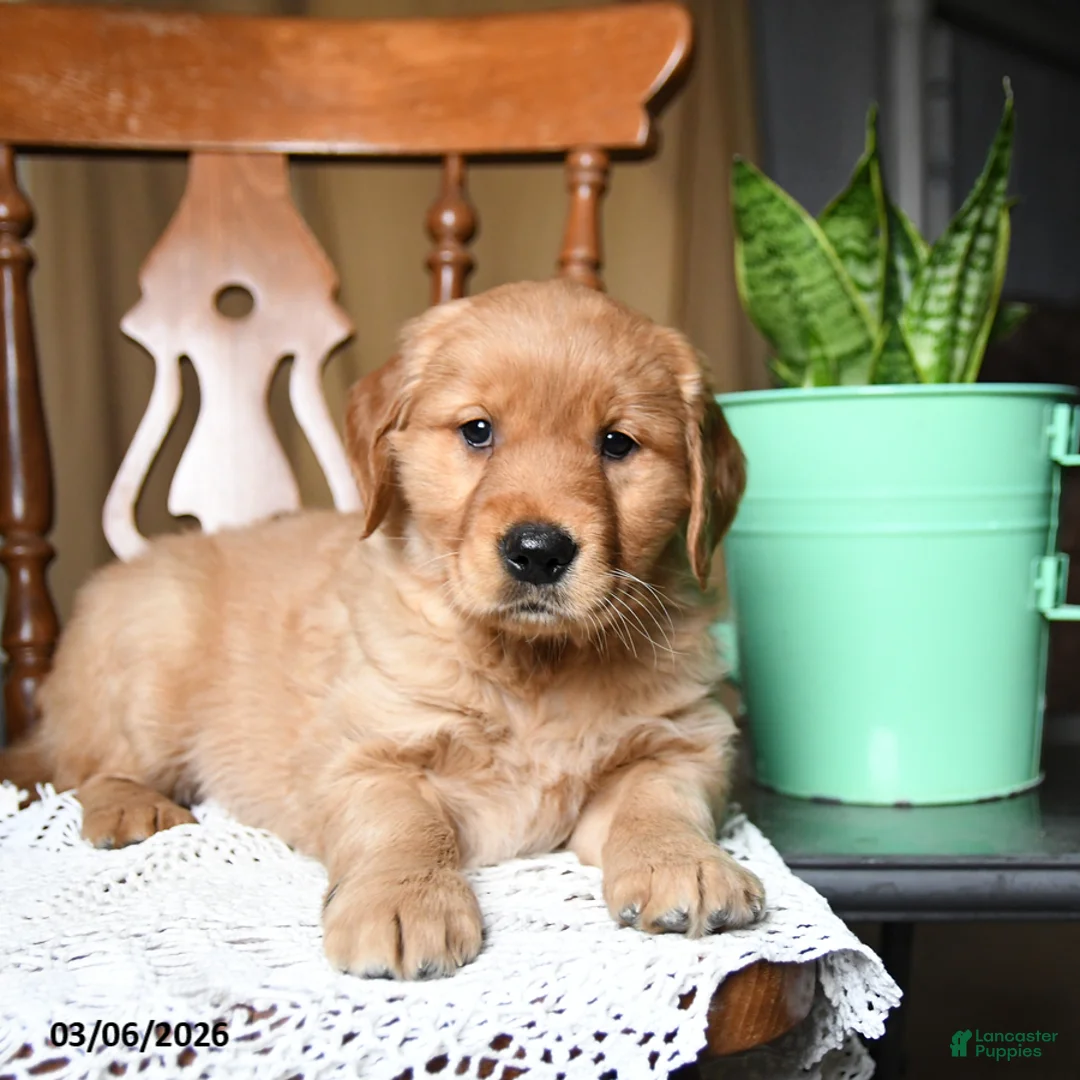 Golden Retriever dogs for sale: Candy - Ad 2