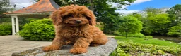 Cavapoo dogs for sale: Harvey - Ad 14