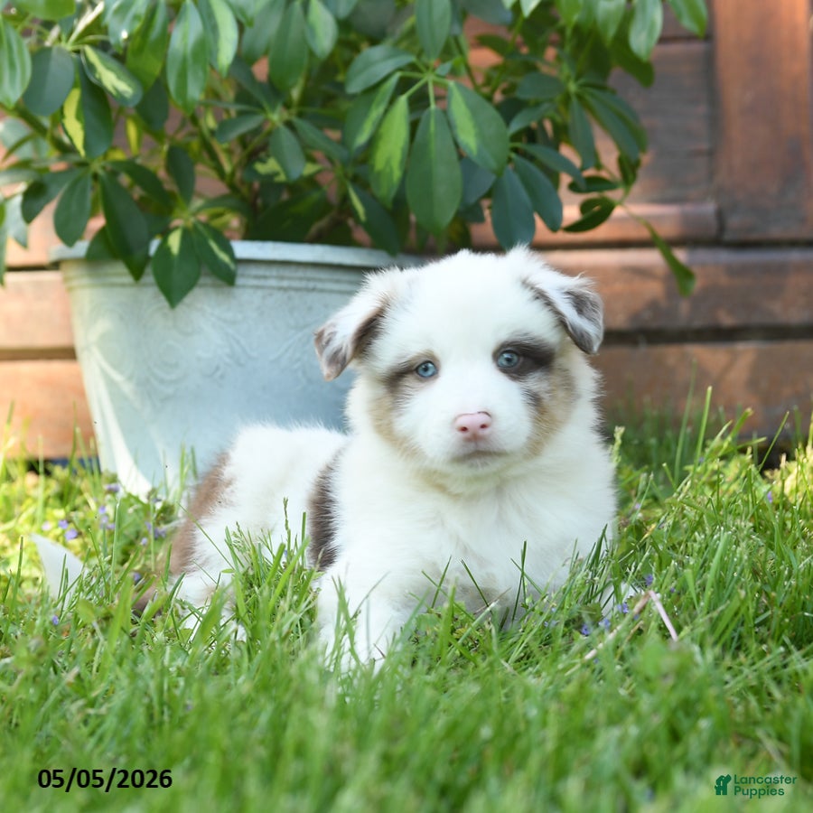 Miniature Australian Shepherd dogs Gus - Ad 2