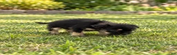 Morkie dogs for sale: Benji - Ad 4