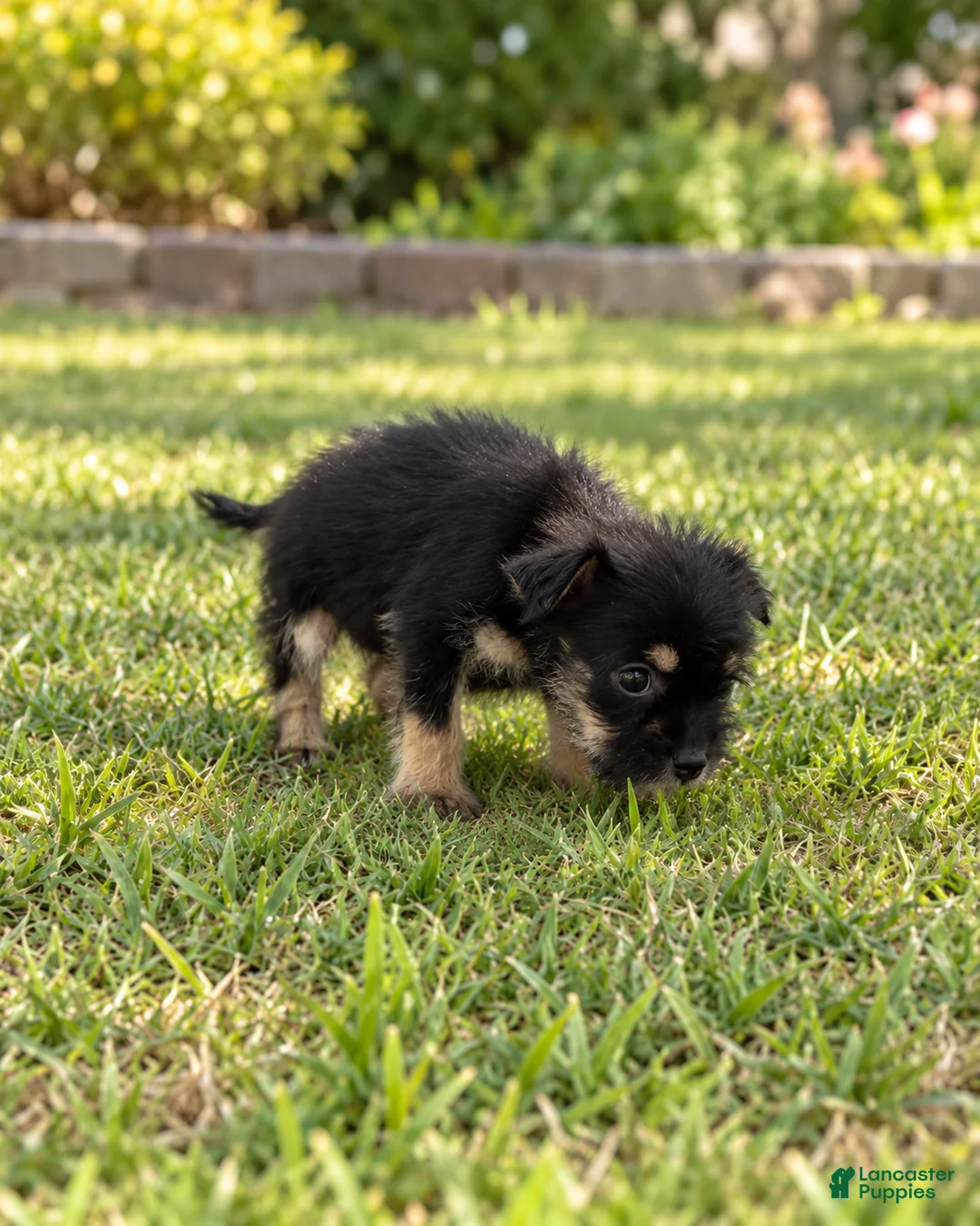 Morkie dogs for sale: Benji - Ad 4