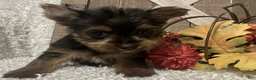 Yorkshire Terrier dogs for sale: Molly F2 - Ad 1