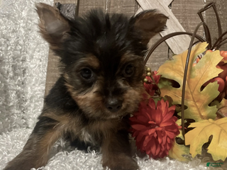 Yorkshire Terrier dogs Molly F2 - Ad 4