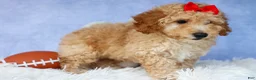 Miniature Poodle dogs for sale: WAYLON - Ad 11