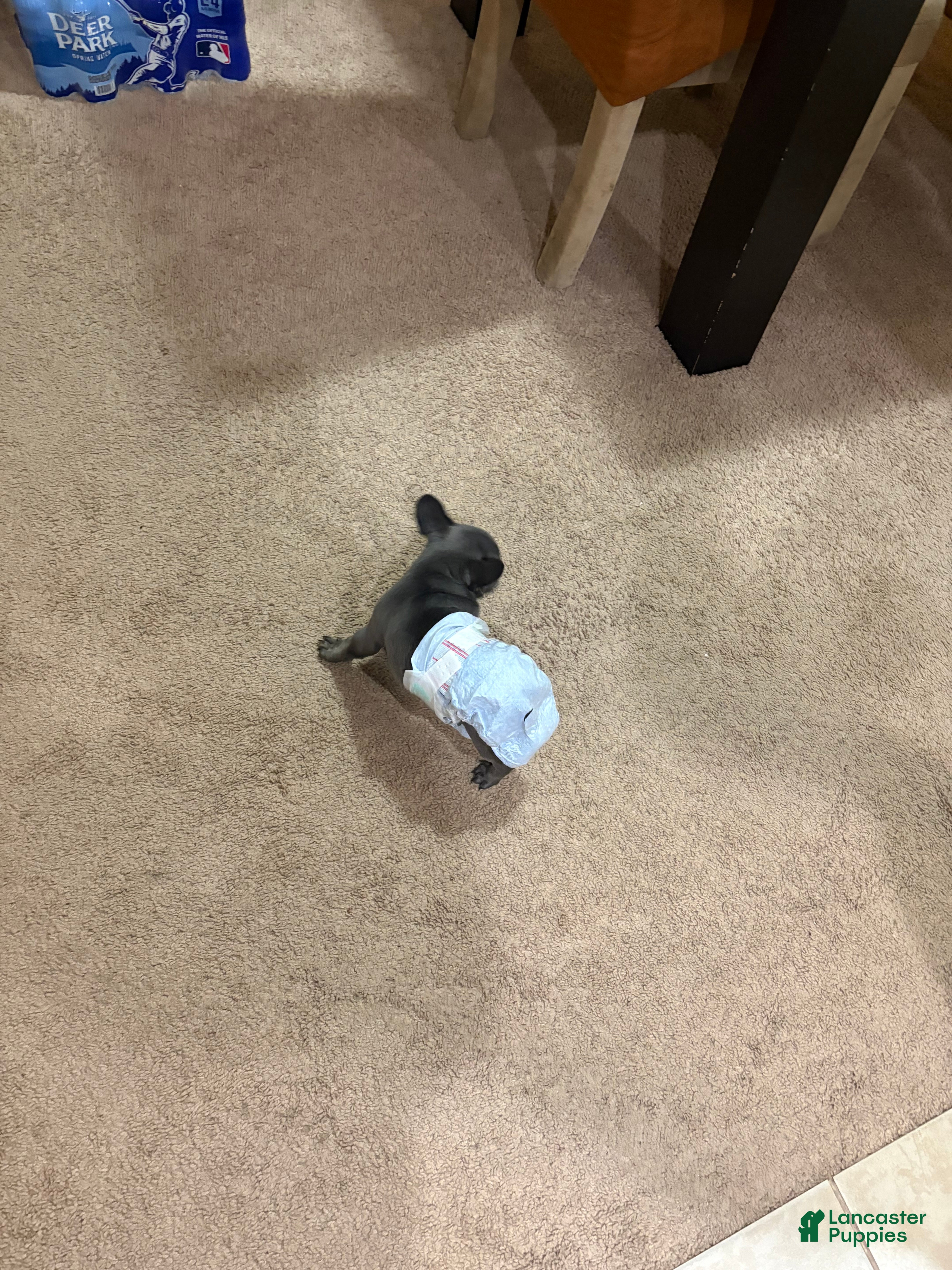 French Bulldog dogs French Bulldog Puppy Female - Ad 2