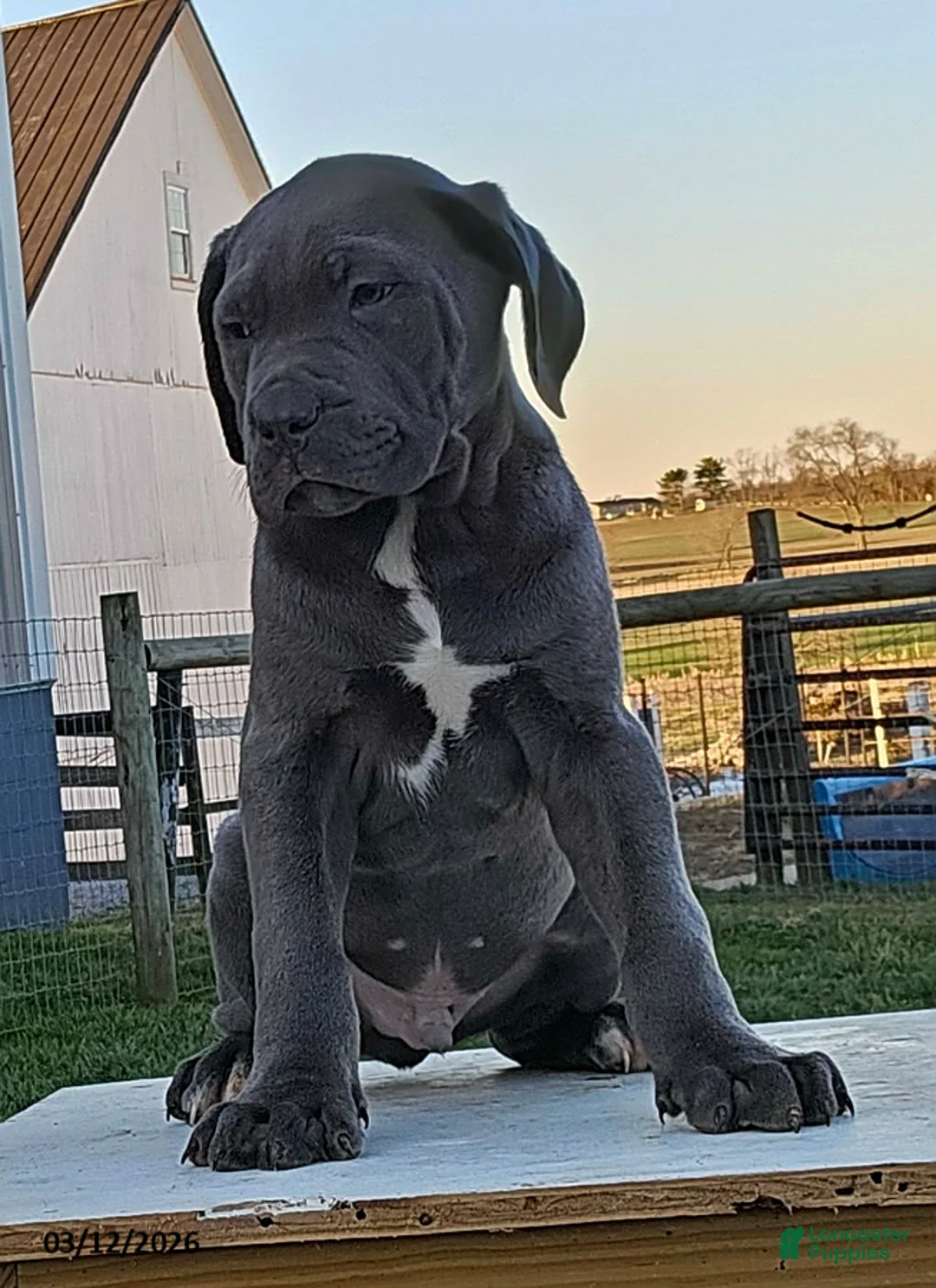Cane Corso dogs for sale: Adam - Ad 2