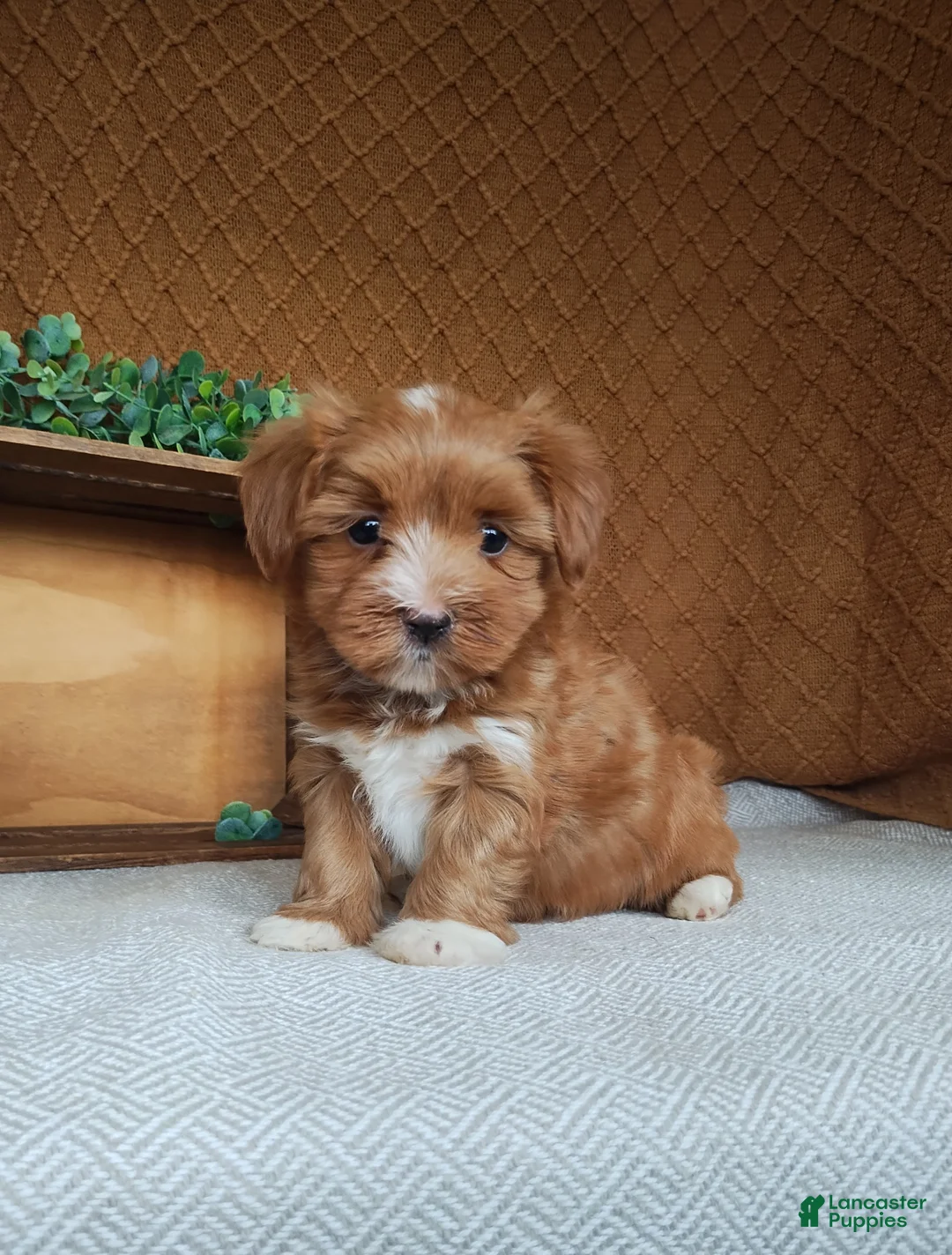 Havanese dogs for sale: Emily - Ad 1