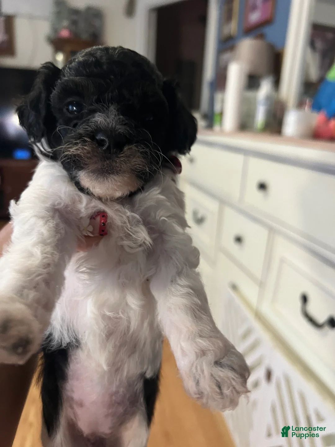 Miniature Poodle dogs for sale: Sunflower🌻 - Ad 2