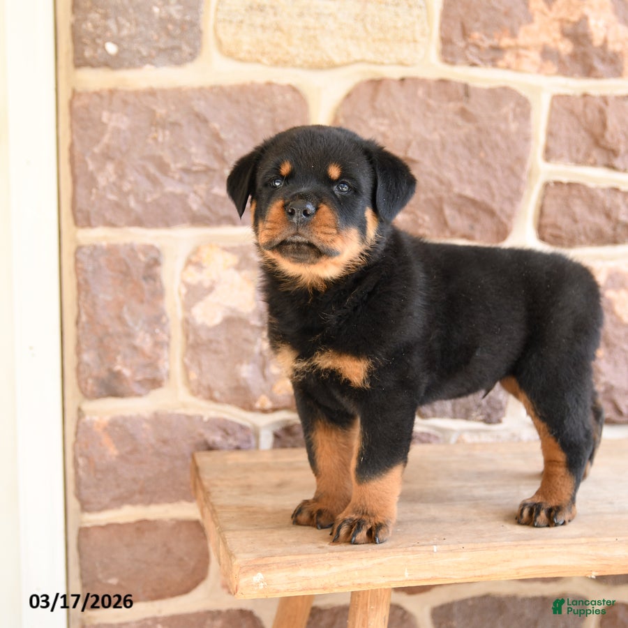 Rottweiler dogs Klondike - Ad 2