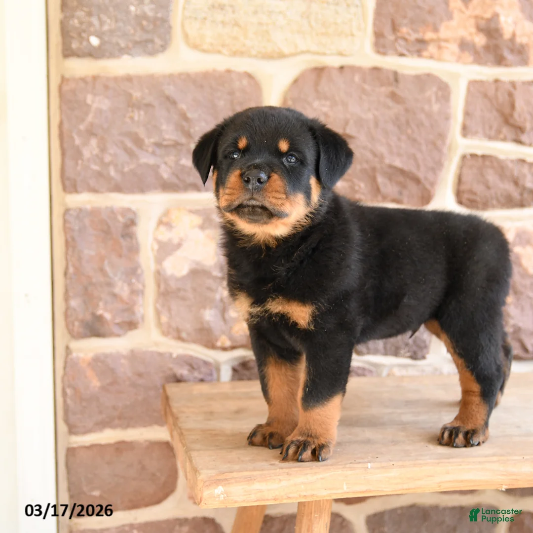 Rottweiler dogs for sale: Klondike - Ad 2