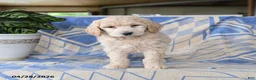 Standard Poodle dogs for sale: Pablo - Ad 5
