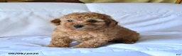 Toy Poodle dogs for sale: Toby - Ad 1
