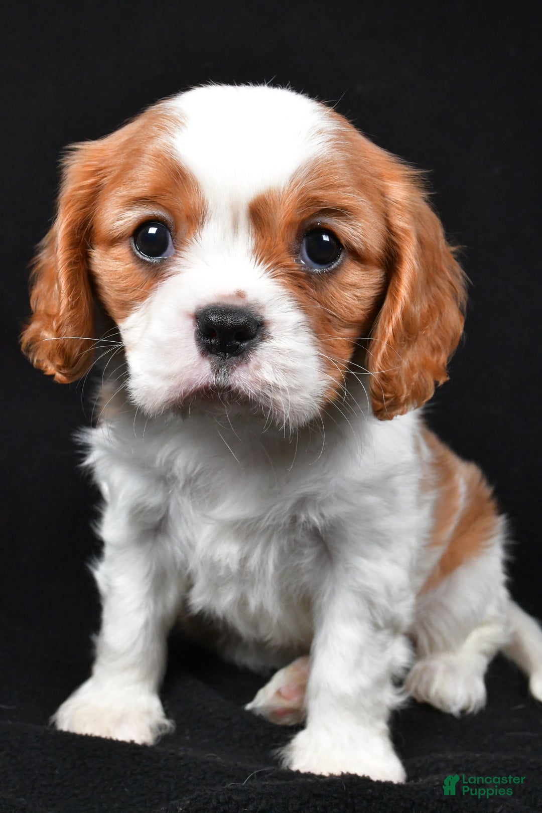 Cavalier King Charles Spaniel dogs for sale: Patrick - Ad 7