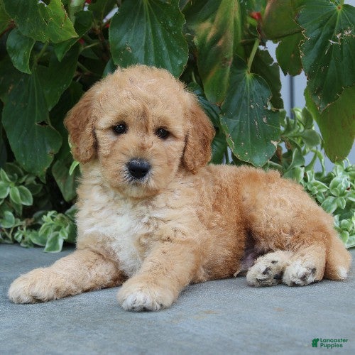 Mini Goldendoodle dogs for sale: Finnegan - Ad 1