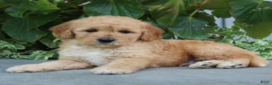 Finnegan
