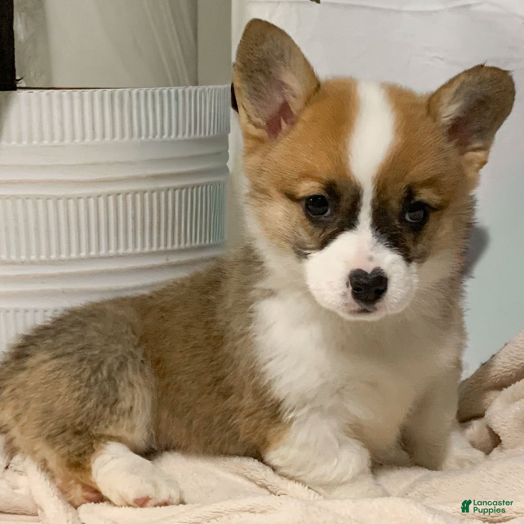 Welsh Corgi Pembroke dogs for sale: Sheila - Ad 3