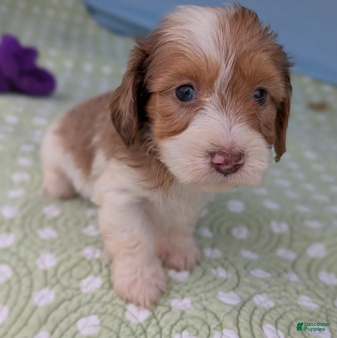 Miniature Dachshund dogs for sale: Rose - Ad 2