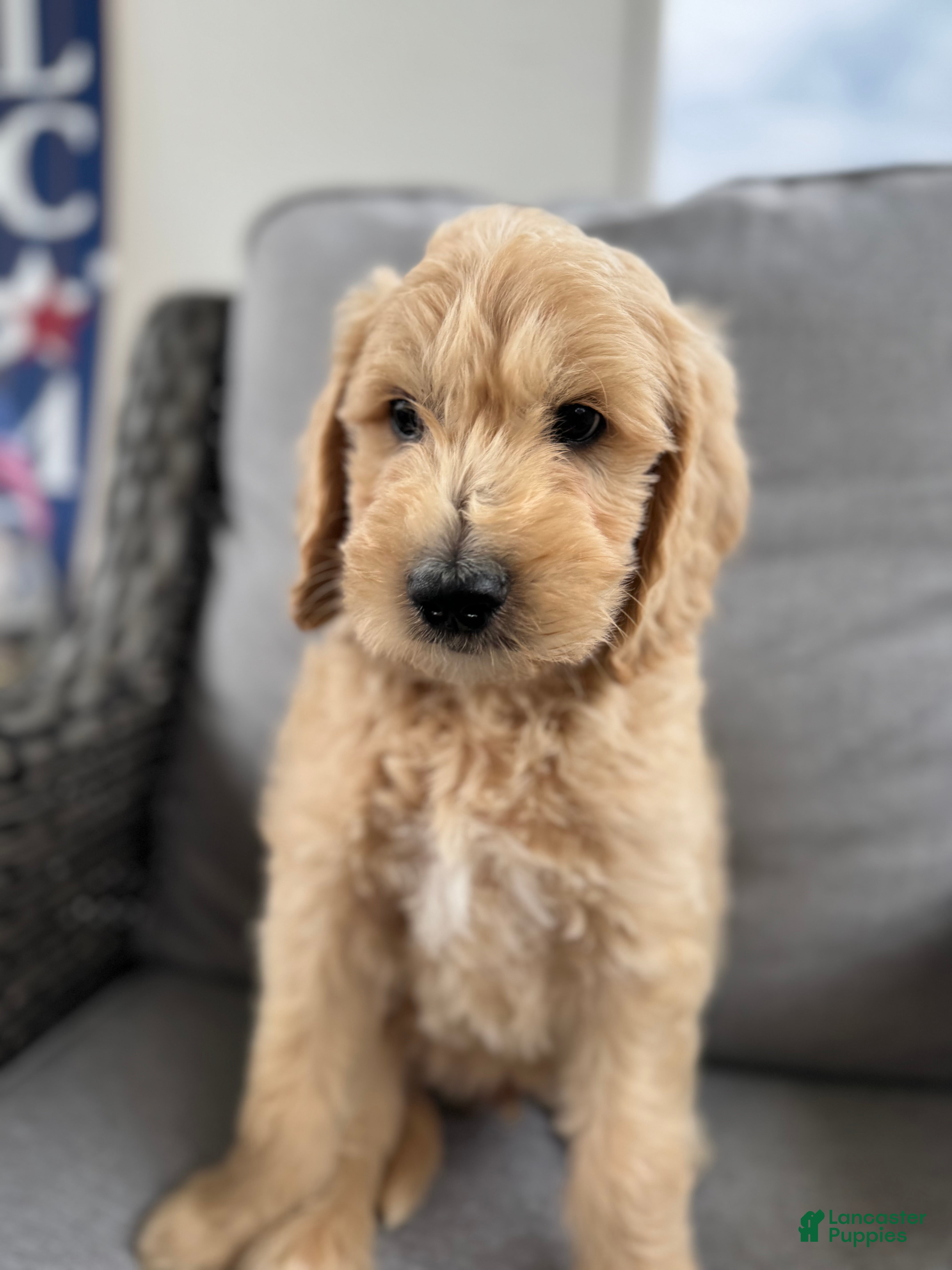 Goldendoodle dogs for sale: Casper multi generational  - Ad 2