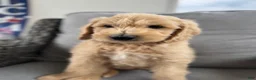 Goldendoodle dogs for sale: Casper multi generational  - Ad 1