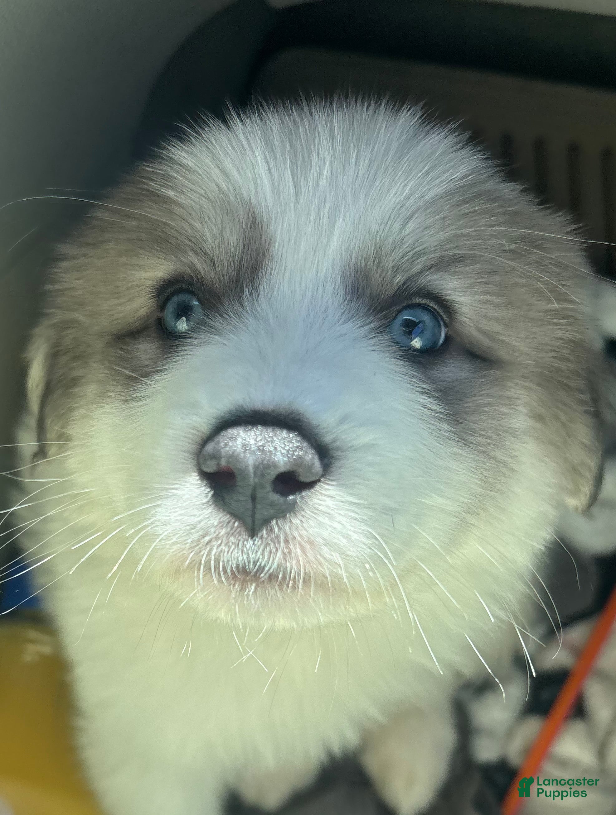 Great Pyrenees dogs Percy - Ad 1