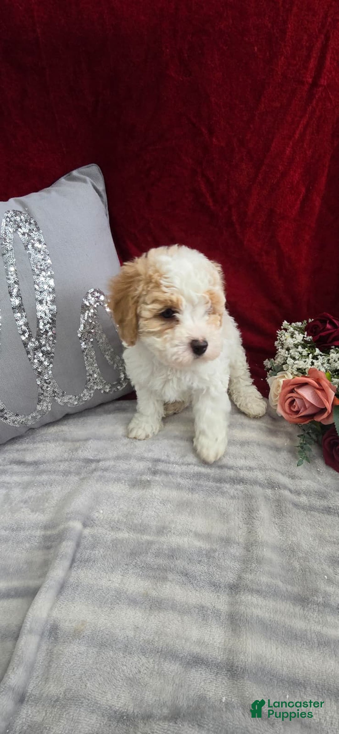 Cavapoo dogs for sale: Mocha - Ad 4