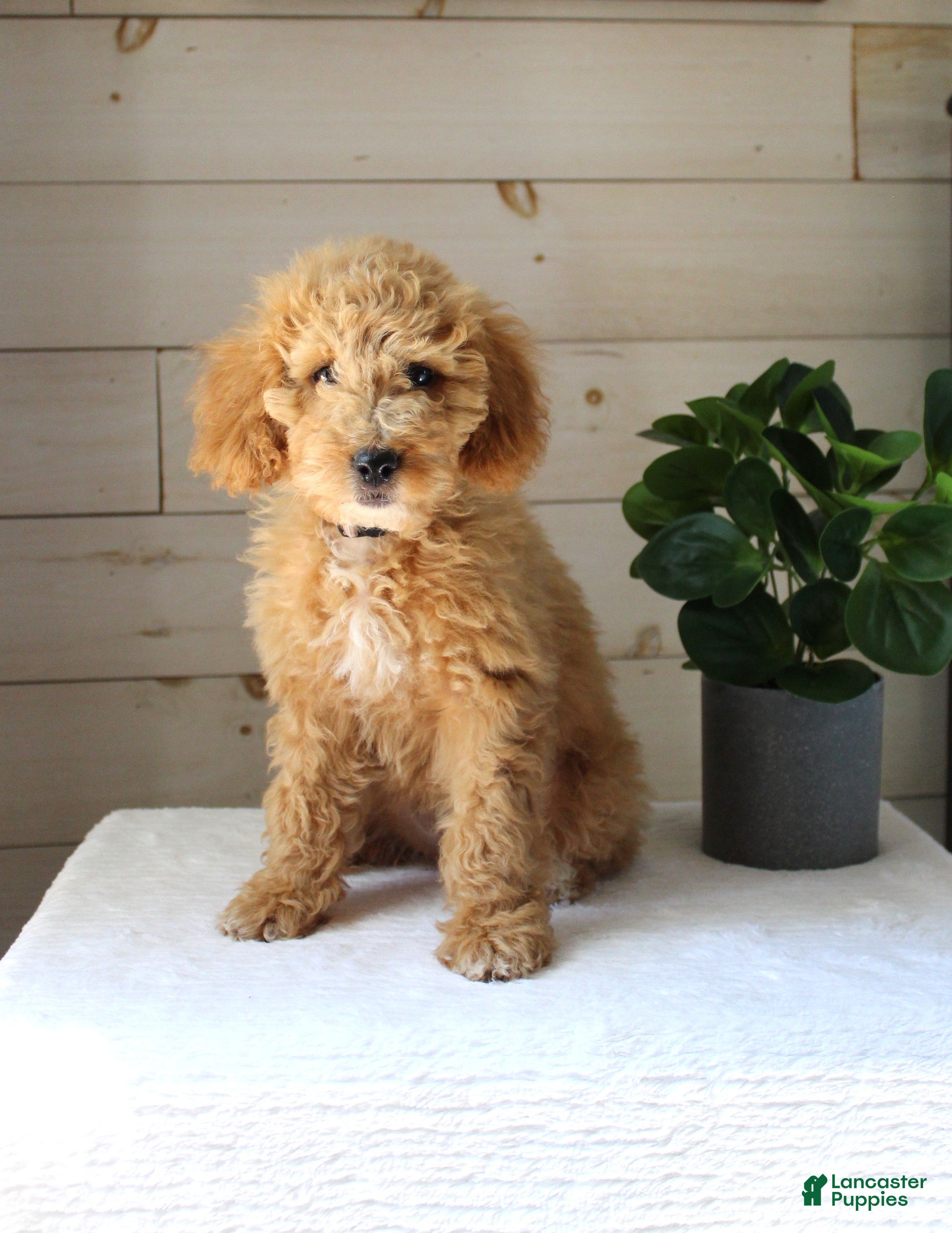 Mini Goldendoodle dogs for sale: Ivy - Ad 1