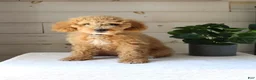 Mini Goldendoodle dogs for sale: Ivy - Ad 1