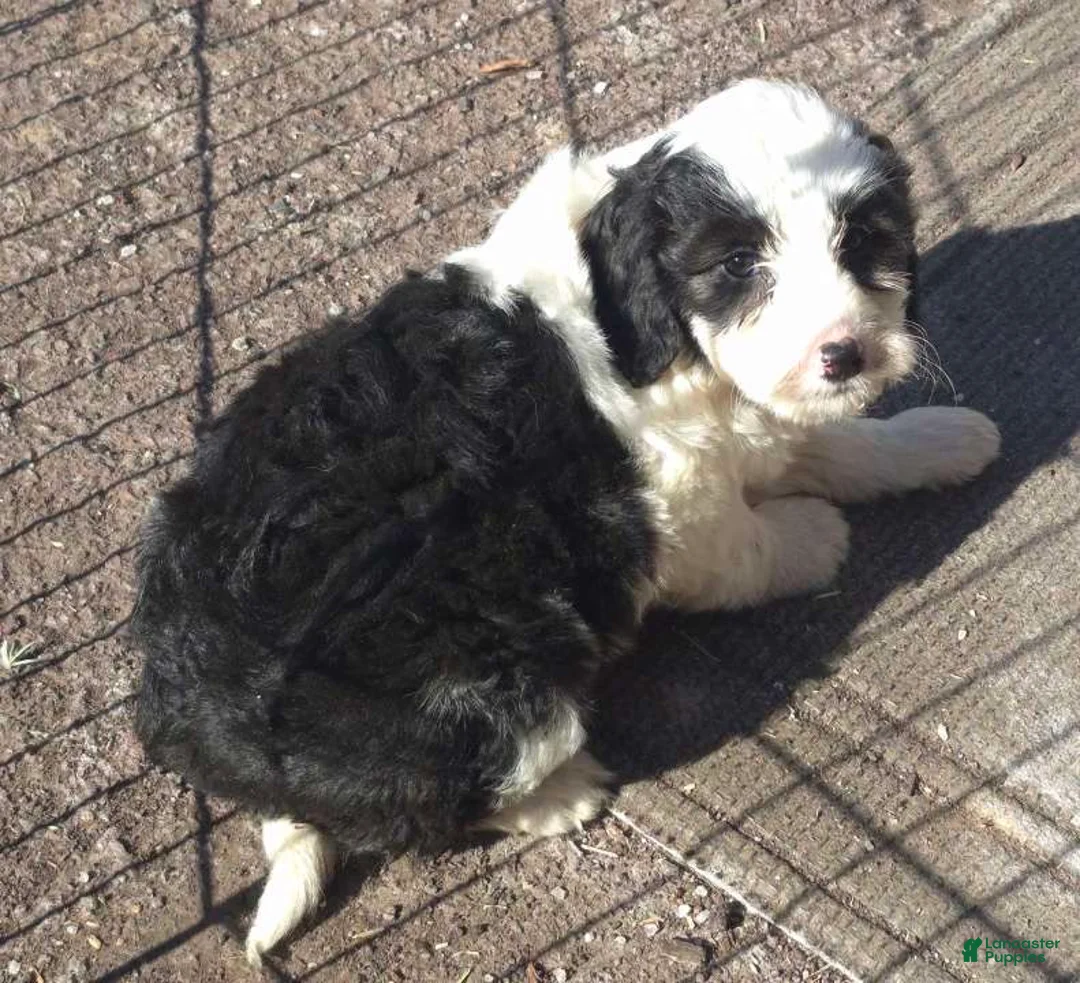 Mini Bernedoodle dogs for sale: Mini Bernedoodle Puppy 1 - Ad 4