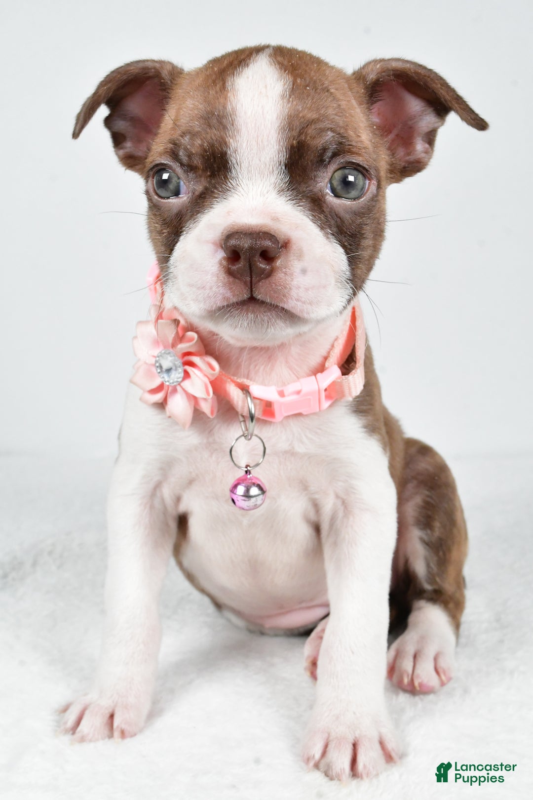 Boston Terrier dogs for sale: Yolanda - Ad 6
