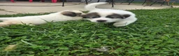 Great Pyrenees dogs for sale: Robin - Ad 6