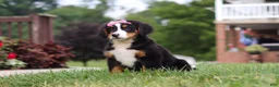Bernese Mountain Dog dogs for sale: Casey - Ad 5