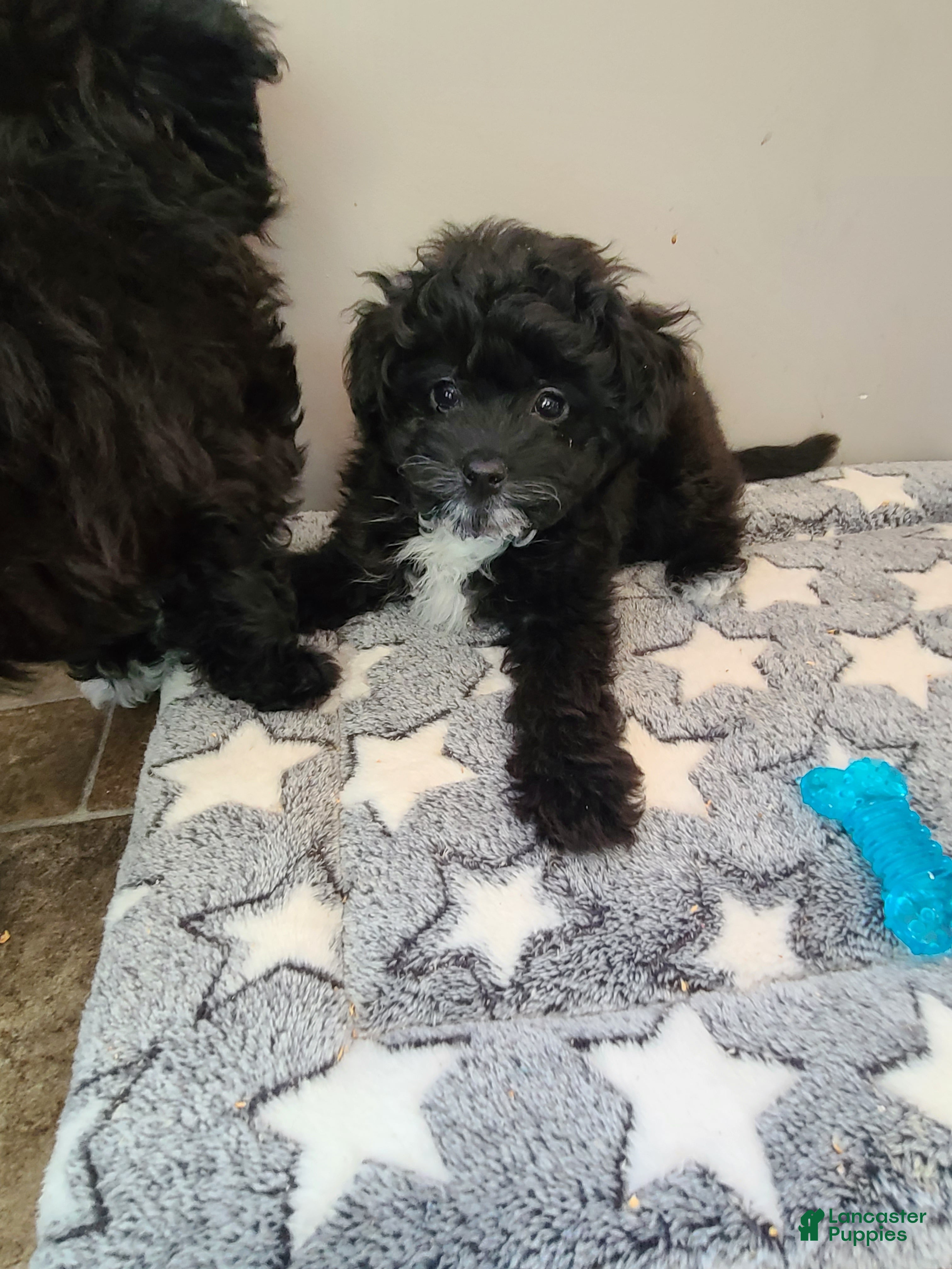 Pomapoo dogs Pomapoo Puppy 1 - Ad 2