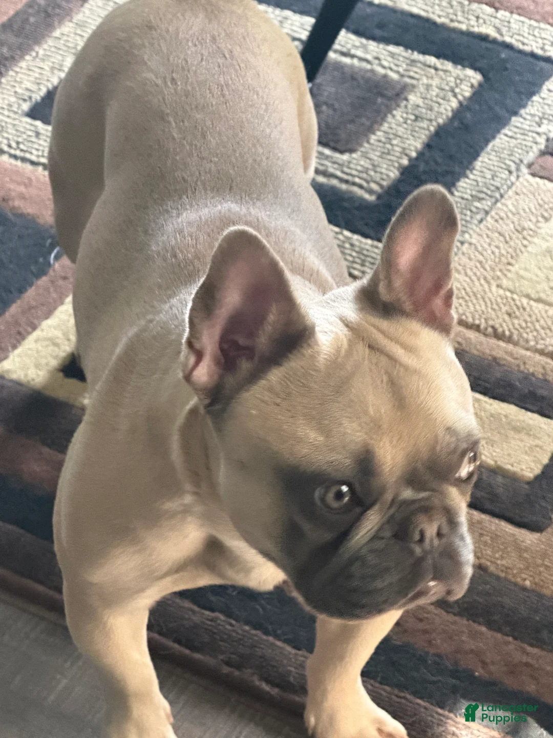 French Bulldog dogs for sale: Zyra - Ad 2