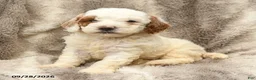Miniature Poodle dogs for sale: Max - Ad 4