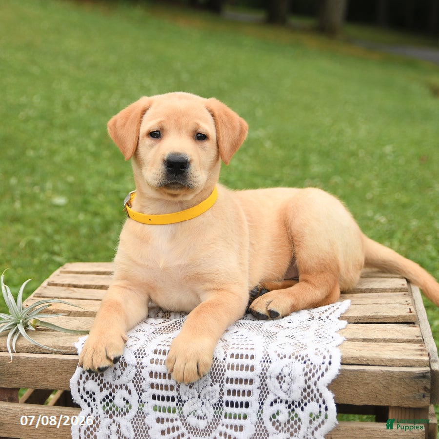 Labrador Retriever dogs Mango - Ad 2