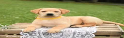 Labrador Retriever dogs for sale: Mango - Ad 2