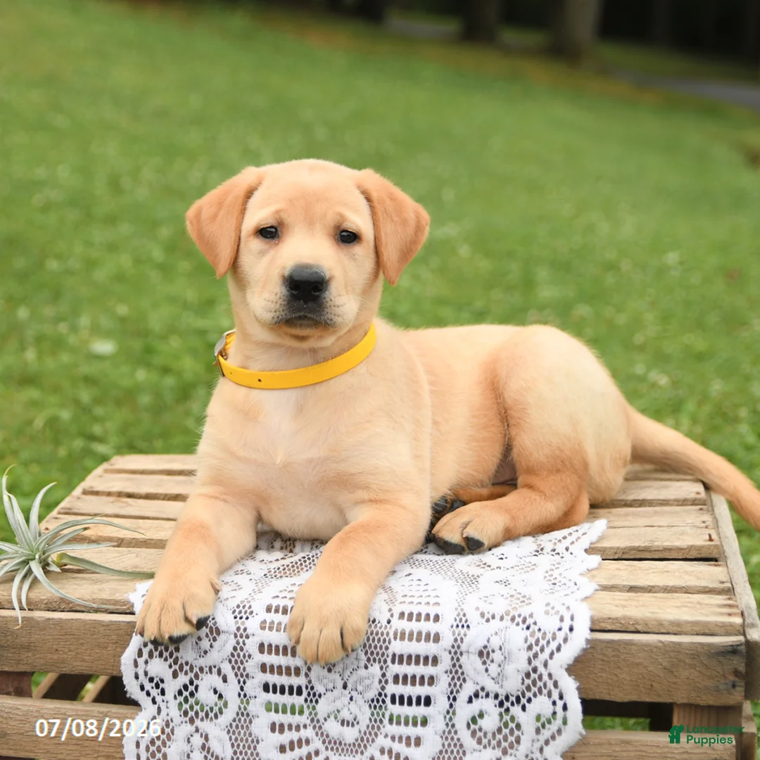 Labrador Retriever dogs for sale: Mango - Ad 2