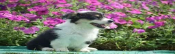 Welsh Corgi Pembroke dogs for sale: Jolene - Ad 10