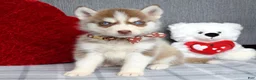 Siberian Husky dogs for sale: Cupid  - Ad 1