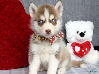 Siberian Husky dogs Cupid - Ad 5