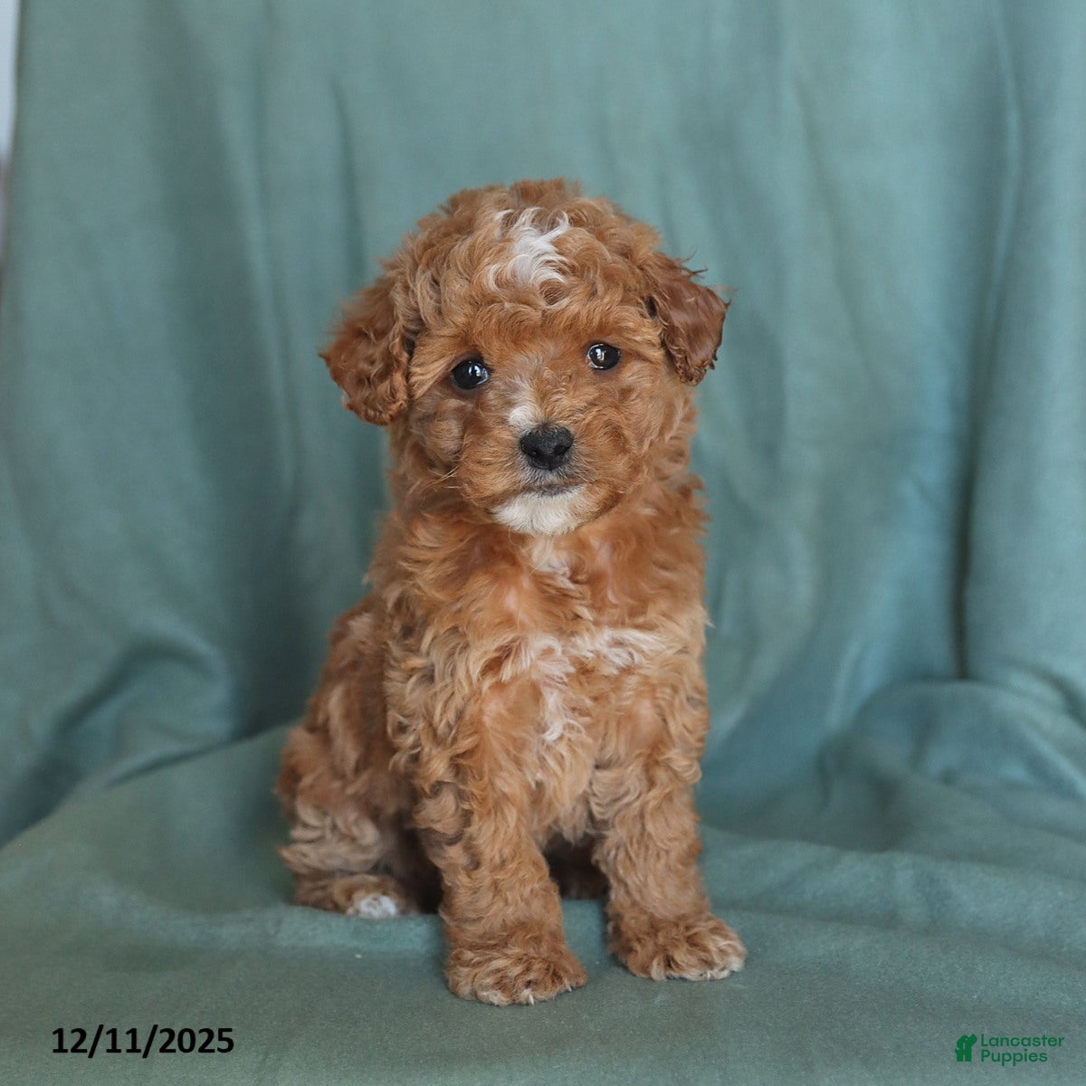 Miniature Poodle dogs Sunny  - Ad 8
