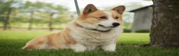 Welsh Corgi Pembroke dogs for sale: Jessie - Ad 14